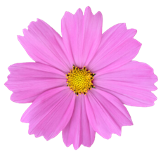 COSMOS PINK