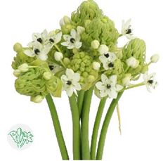 ARABICUM
