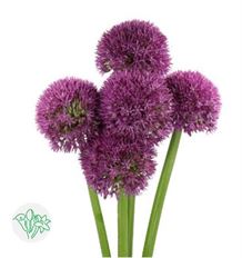 ALLIUM PINBALL WIZARD