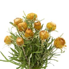 PROTEA BANKSIA DRYANDRA