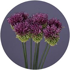 ALLIUM BULLIT 10 STEM BUNCH