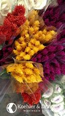 FEATHER CELOSIA