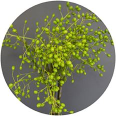 CHINA BERRY