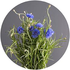 CORNFLOWER/ BACHELOR BUTTON