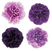 CARNATION FLORIGENE