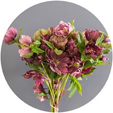 HELLEBORUS