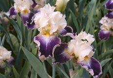 IRIS BEARDED