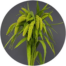 MILLET GREEN