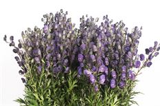 MONKSHOOD