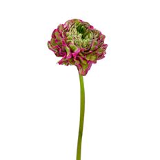 RANUNCULUS PON-PON
