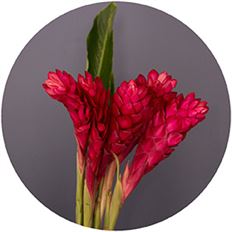 GINGER RED