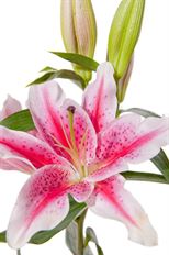LILY STAR FIGHTER OR STARDUST