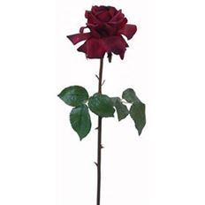 ROSE DUTCHESS OPEN SH/ST 20.5R