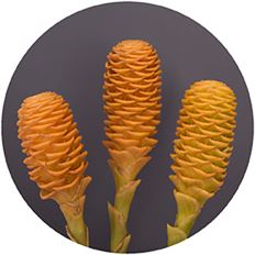 GINGER BEEHIVE