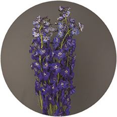 DELPHINIUM BELLADONNA DARK BLUE