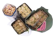 ROSE IVORY CREAM