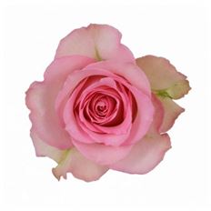 ROSE PINK