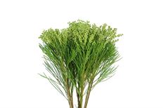 BERZILLEA