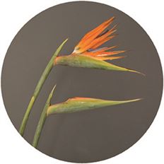 BIRD OF PARADISE