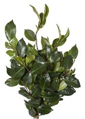 CAMELLIA FOLIAGE