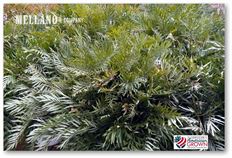 GREVILLEA FOLIAGE