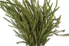 HONEY MYRTLE