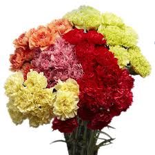 CARNATION ONLY ASSORTED