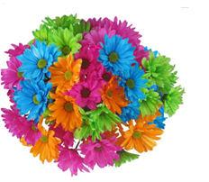 POM TINTED 5 stem CRAZY DAISY