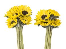 SUNFLOWER ESMERALDA