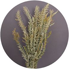 ACACIA FOLIAGE
