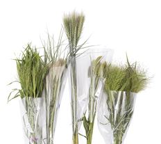 GRASSES ASSORTED