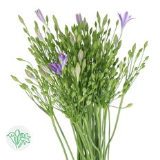BRODIAEA