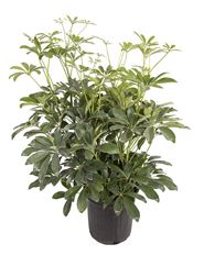 6" ARBORICOLA
