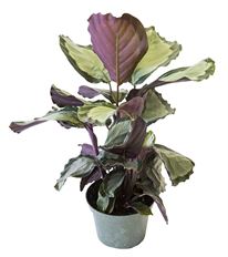 6" CALATHEA