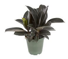 6" FICUS DECORA