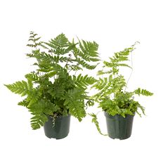 4" FERN ASST.