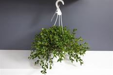 6" GOLDFISH HANGING BASKET