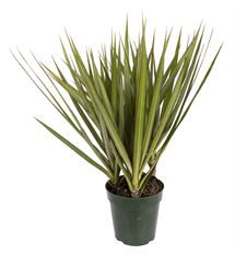 6"  MARGINATA