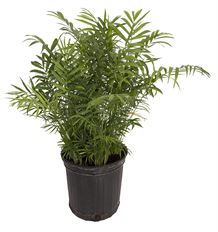 8" NEANTHE BELLA PALM