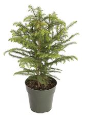 6" NORFOLK ISLAND PINE (PREBOOK)