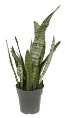 6" SANSEVIERIA