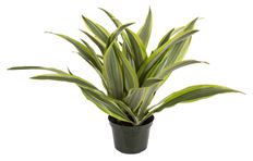 6" WARNECKII