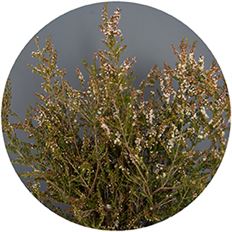 CALYCINA