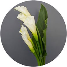 CALLA LILLIES LARGE