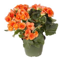 6" BEGONIA