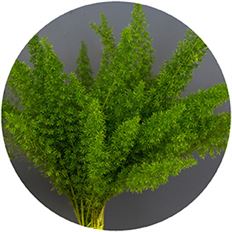 MEYERI FERN
