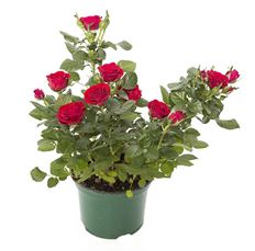 6" MINIATURE ROSE (PREBOOK)