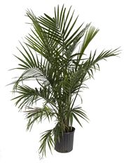 10" MAJESTY PALM