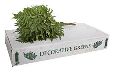 LEATHERLEAF 10 PACK