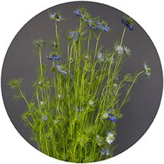 NIGELLA OR LOVE IN A MIST